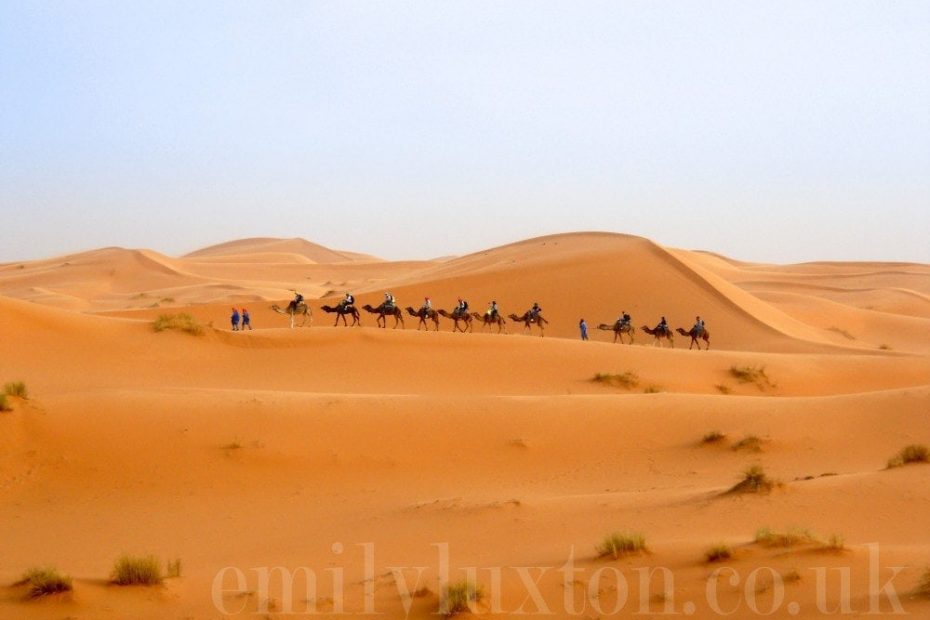 A caravan of camels in the Sahara desert