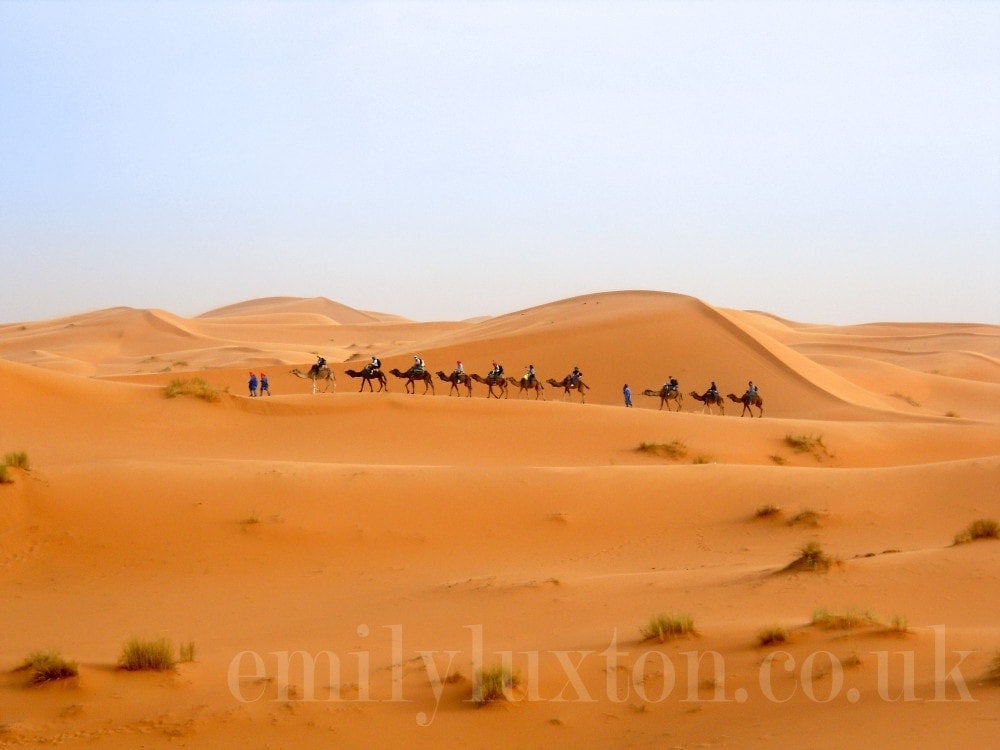 A caravan of camels in the Sahara desert