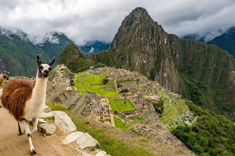 looking down at the ruined stone city of Machu Picchu surrounded by green mountains on a cloudy day in the Andes in Peru with a brown and white alpaca standing on the viewpoint to th left. how to avoid altitude sickness in peru and south america.