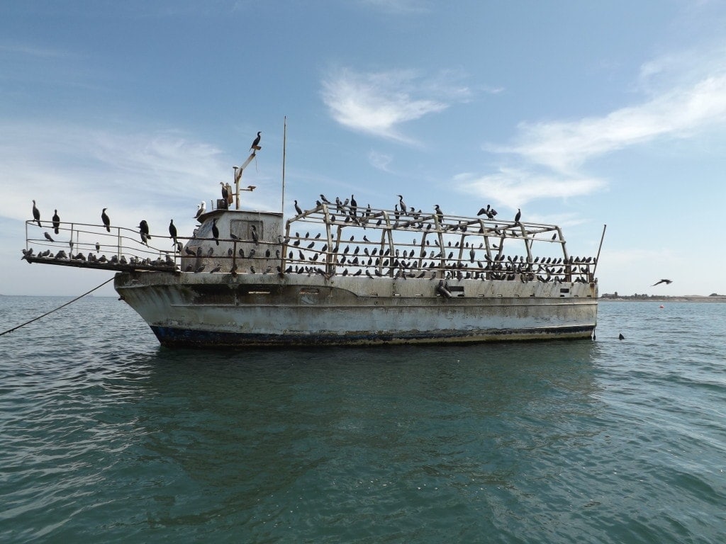 Seagulls, Paracas 