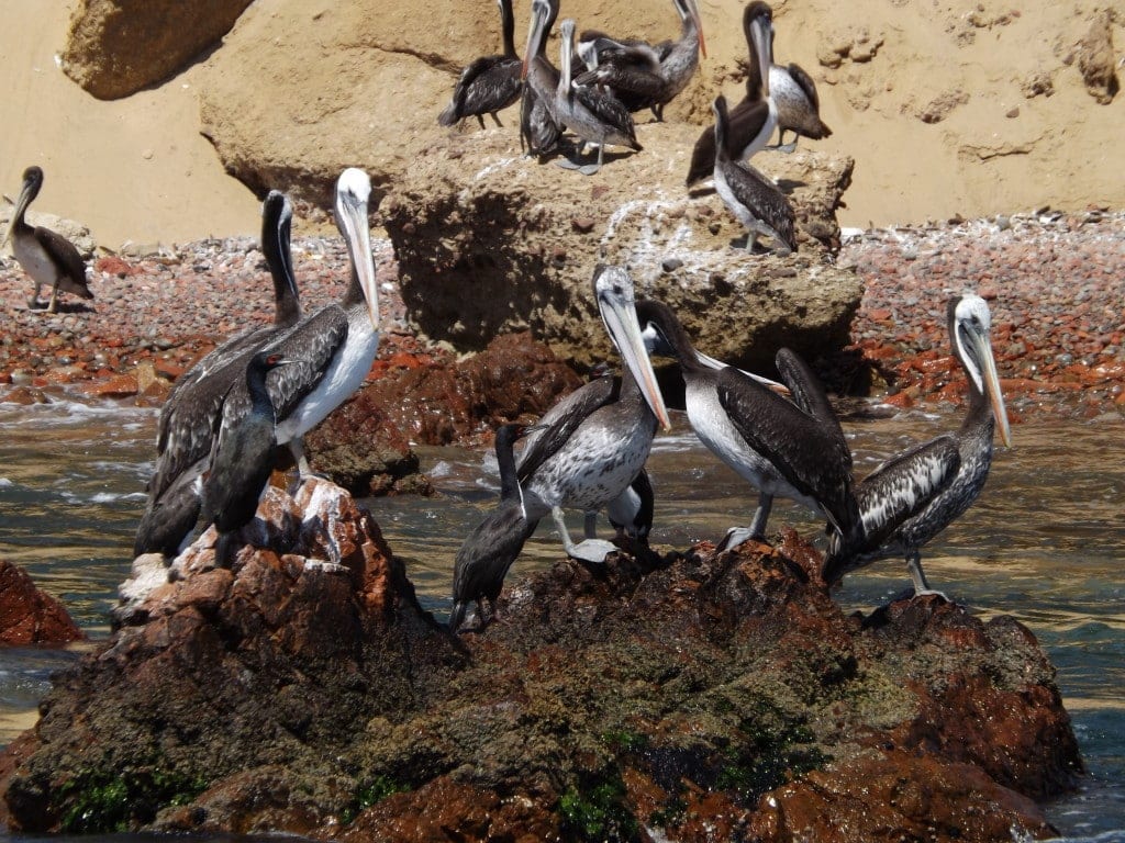 Pelicans on Ballestas Islands Paracas Peru