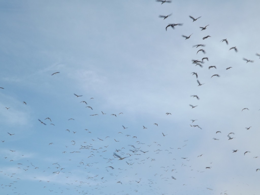 Ballestas Islands, Paracas