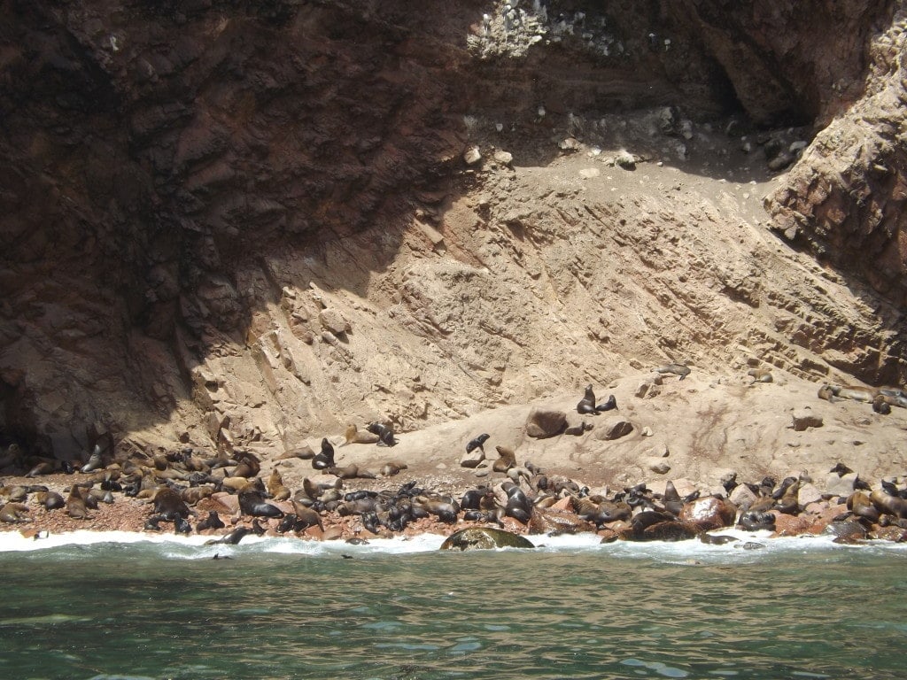 Ballestas Islands, Paracas