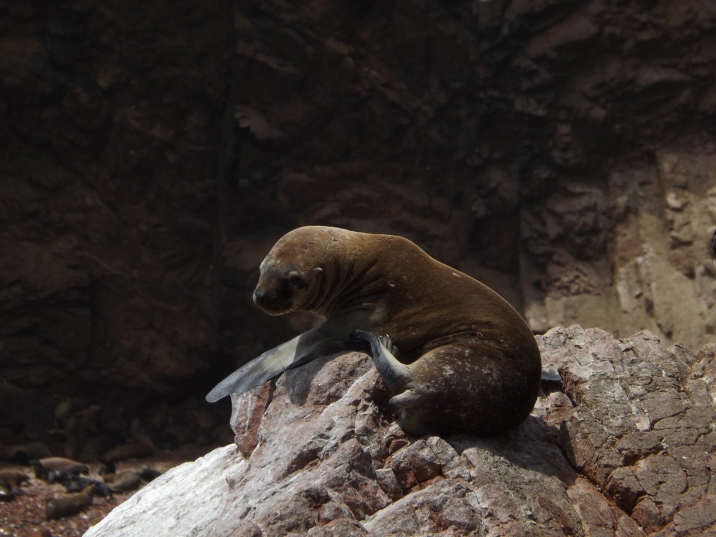 Sea lion pup in Ballestas islands peru