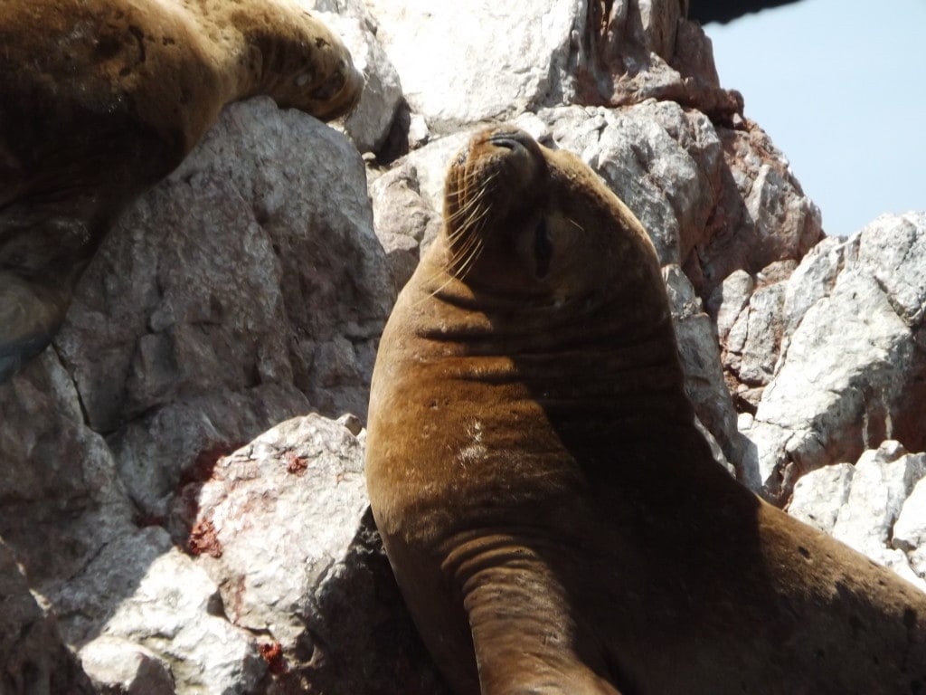 Ballestas Islands, Paracas