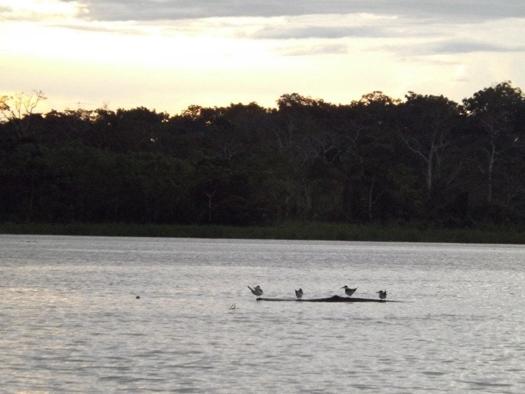 Amazon River