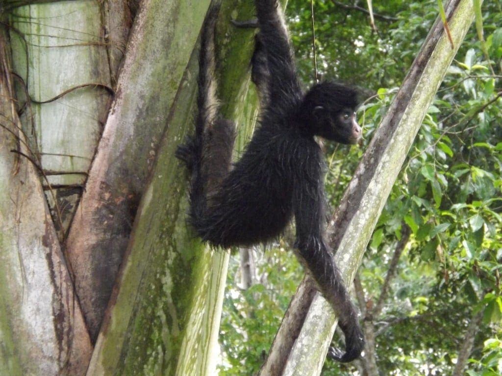 Amazon - Animal Rescue Centre