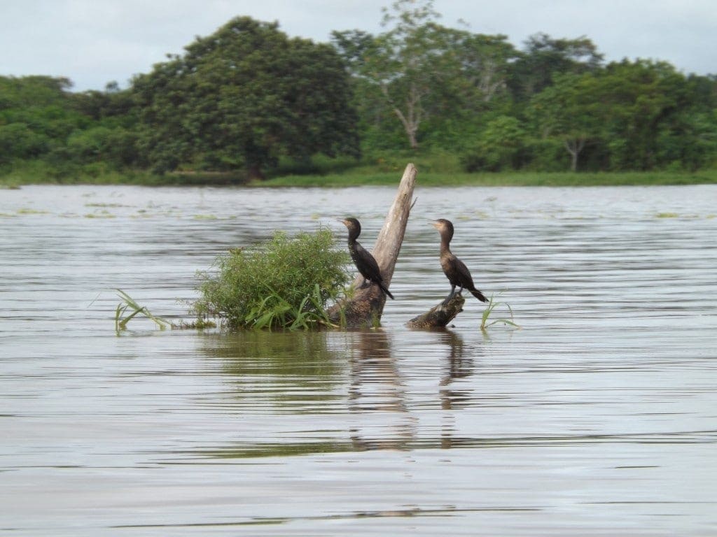 Amazon Jungle Tour