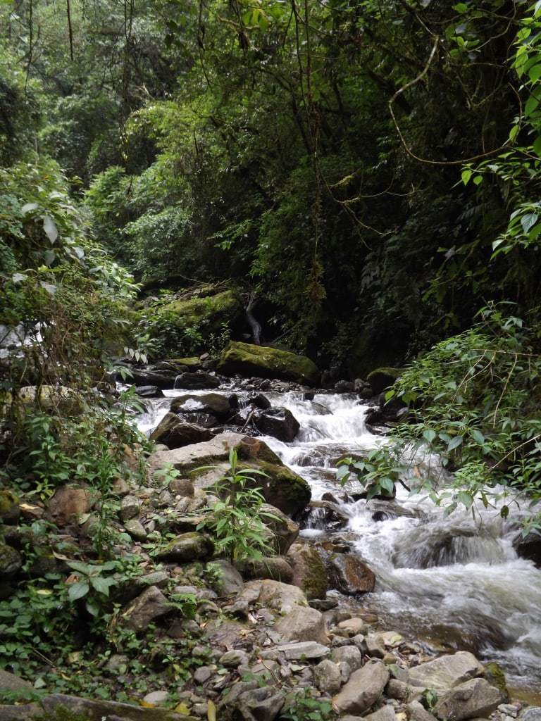 Hiking the Valle de Cocora in Salento