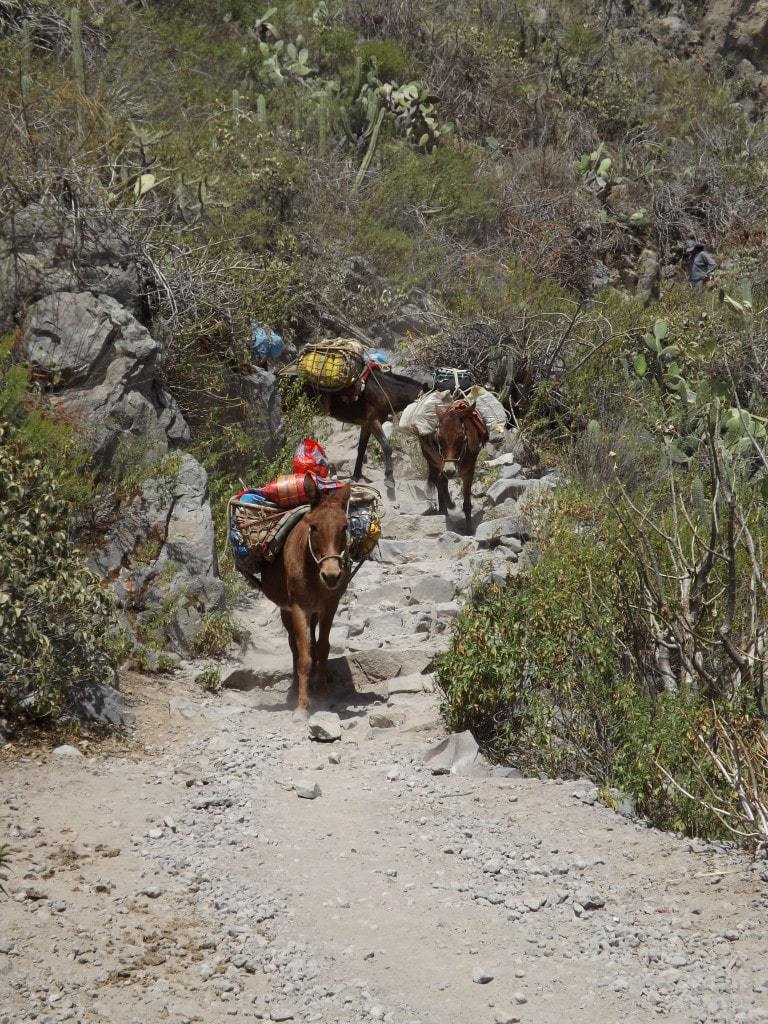 Colca Day Three