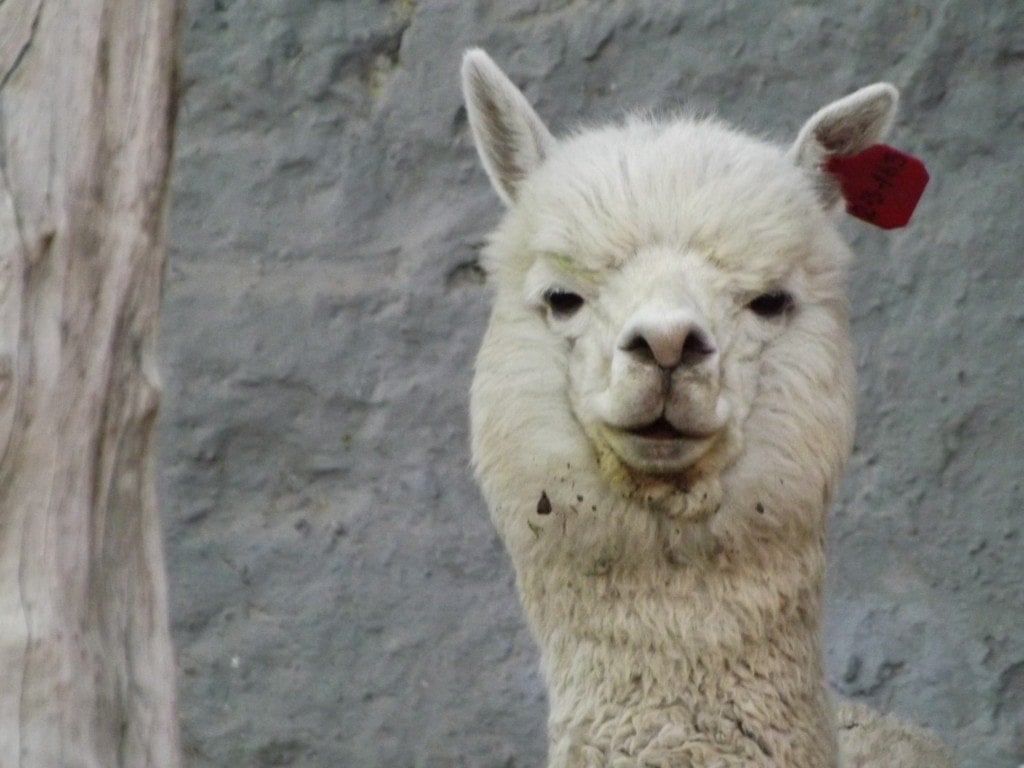 Arequipa, Alpaca