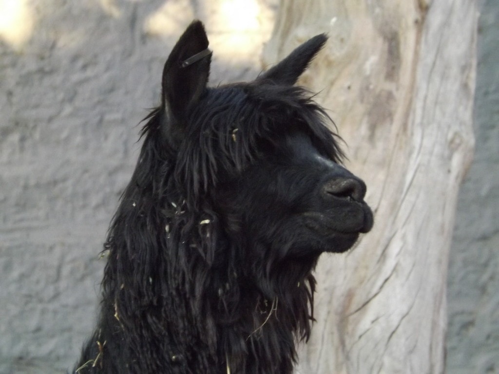 Arequipa, Alpaca