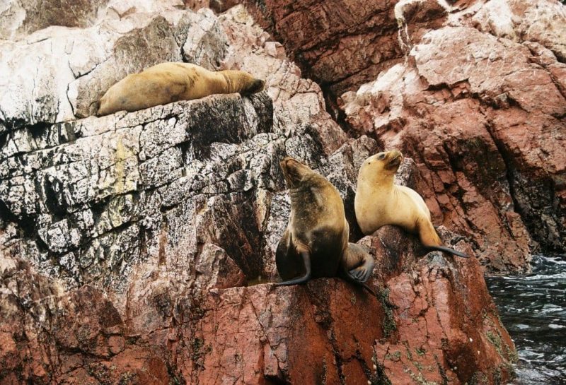 Sea Lions Ballestas Islands Paracas Peru