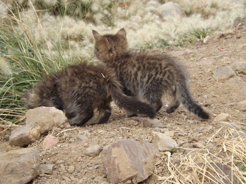 Kittens we spotted on the walk to Siete Cascadas