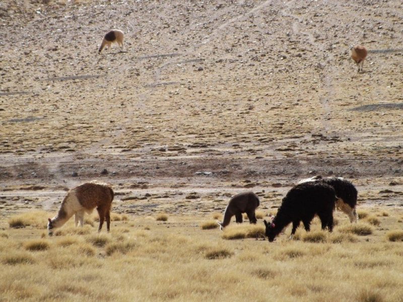 Awana Pampa, Salar Trip Day One