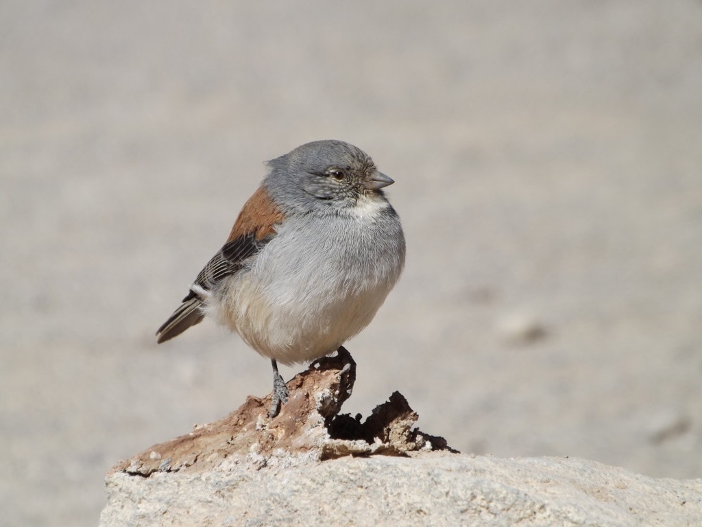 Small bird near the hot springs