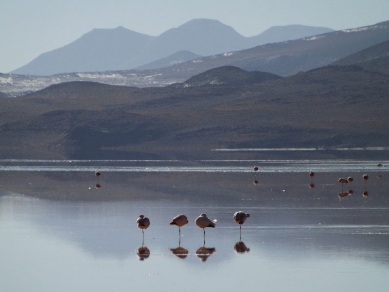 Salar Day Two, Laguna Colorada