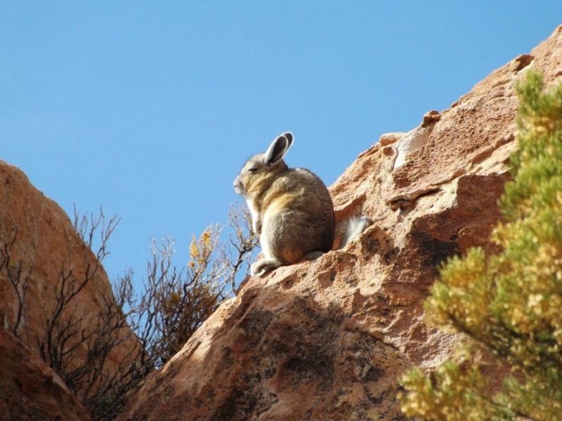 Bolivia Diaries - Notes and Stories from Backpacking Bolivia