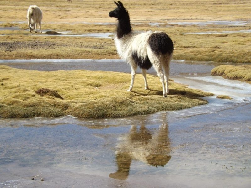 Salar Day Three, Llama