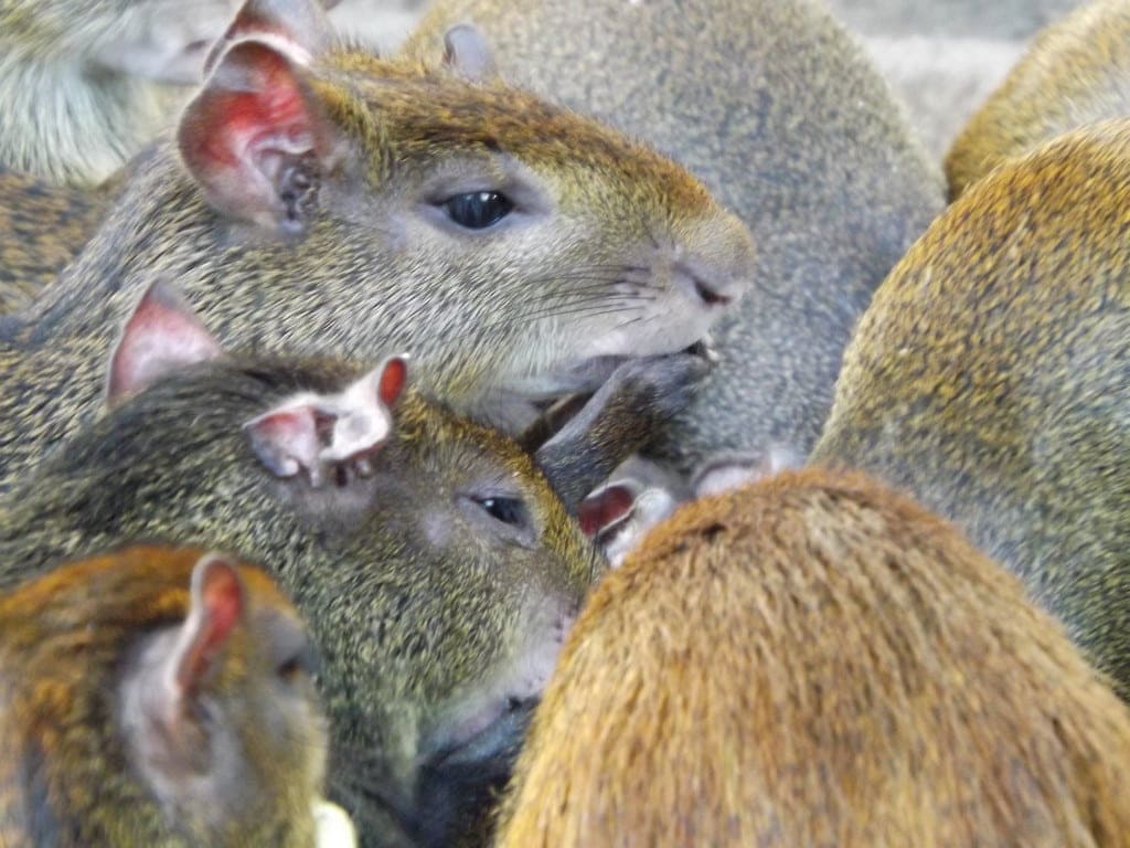 Agoutis, Lapa