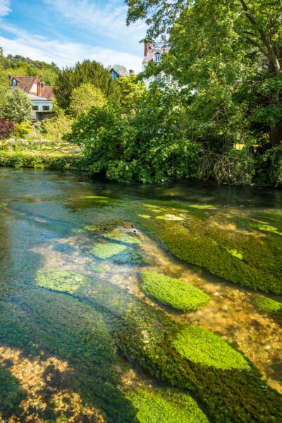 River Itchen flowing through the city of Winchester in Hampshire. The water is shallow and clear and filled with green water grass. 