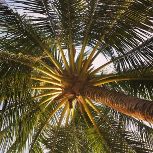 Palm Tree, Phu Quoc, Vietnam