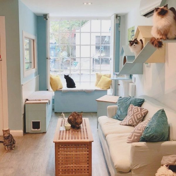 Interior of the Cat Cafe in Edinburgh, with a wooden floor and pastel blue walls, a large cream sofa with blue cushions and a brown wooden coffetable with a cat on it. there is a tabby cat by the door, a black cat on the box seat in the window, and two persion cats sat on a wooden shelf on the right wall. 