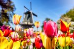 Keukenhof Gardens is one of the best places in the Netherlands to see tulips
