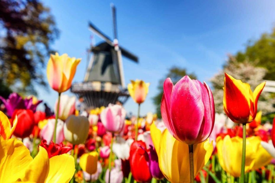 Keukenhof Gardens is one of the best places in the Netherlands to see tulips