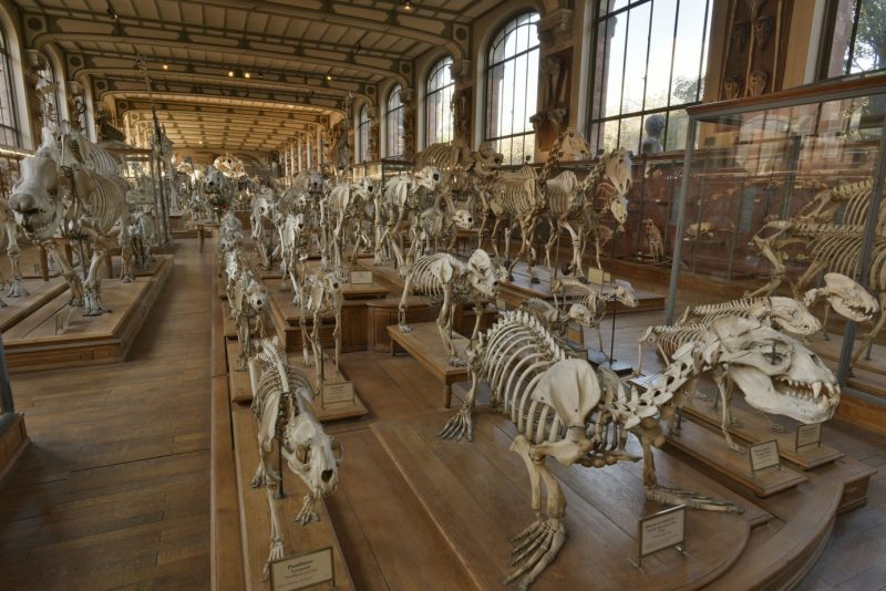 Interior of the Gallery of Anatomy with a large hall with wooden floor, wood panneled walls, and a cream ciling wtih dark wood trim. the hall is filled with rows of different anuimal skeletons stretching out of sight. the closes is a seal skeleton with its head pointing forwards and the bones from its flippers spread out to either side. Unusual things to do in Paris. 