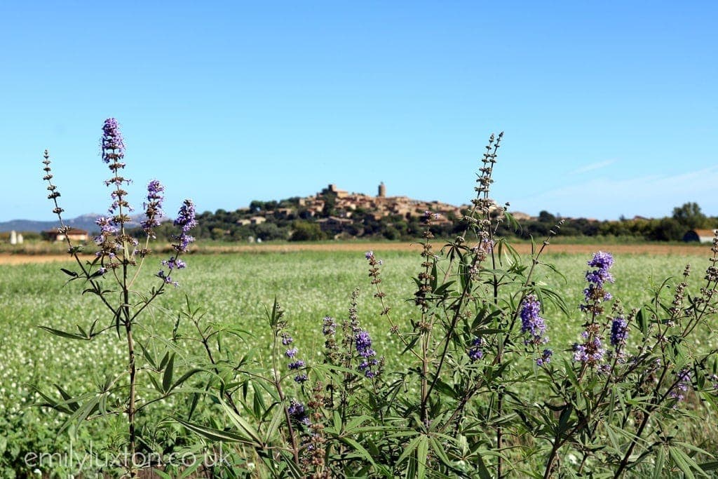 purple wildflowers in front of a view of a distant hilltop town