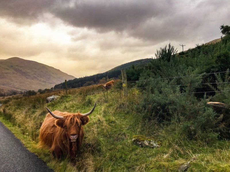A Highland cow with long horns and shaggy fur stands by a road with mountains in the background at Loch Lomand Scotland.
