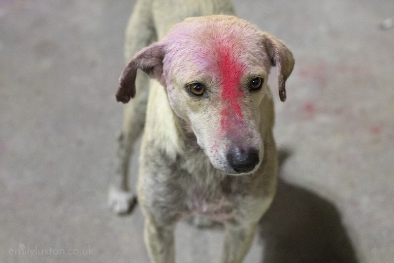 Holi Festival India 2016