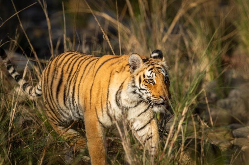 bengal tiger uttarakhand India