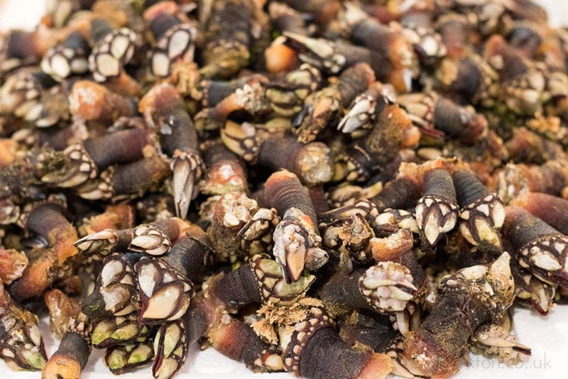 Galician food guide - barnacles