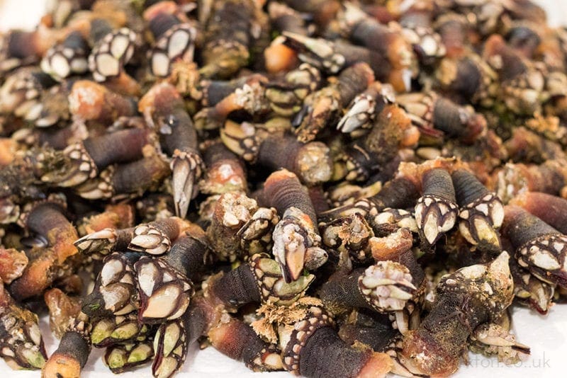 Galician food guide - barnacles