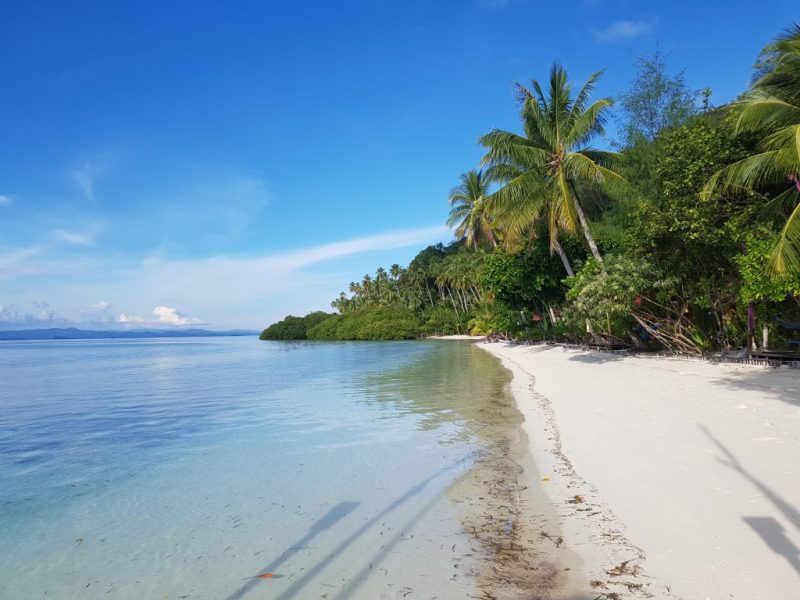 Deserted white sand beach with palm trees