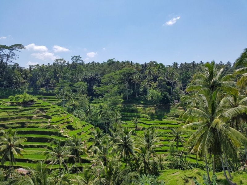 Ubud Travel Guide