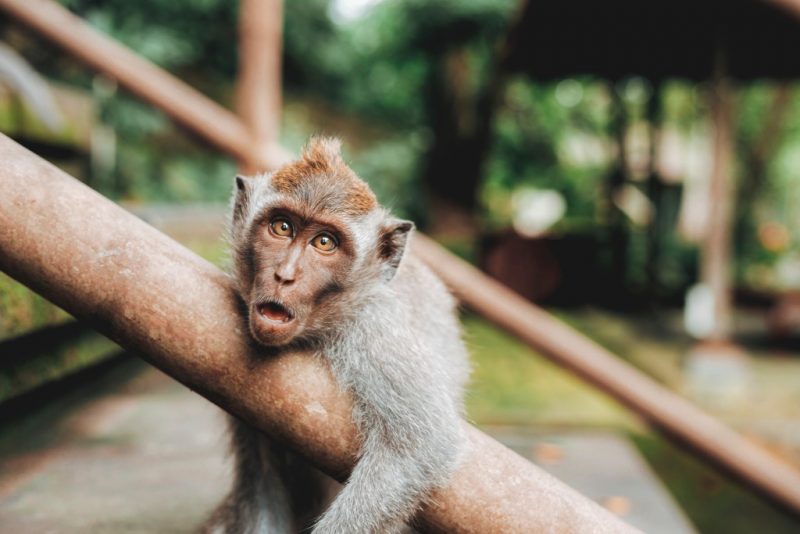 ubud bali