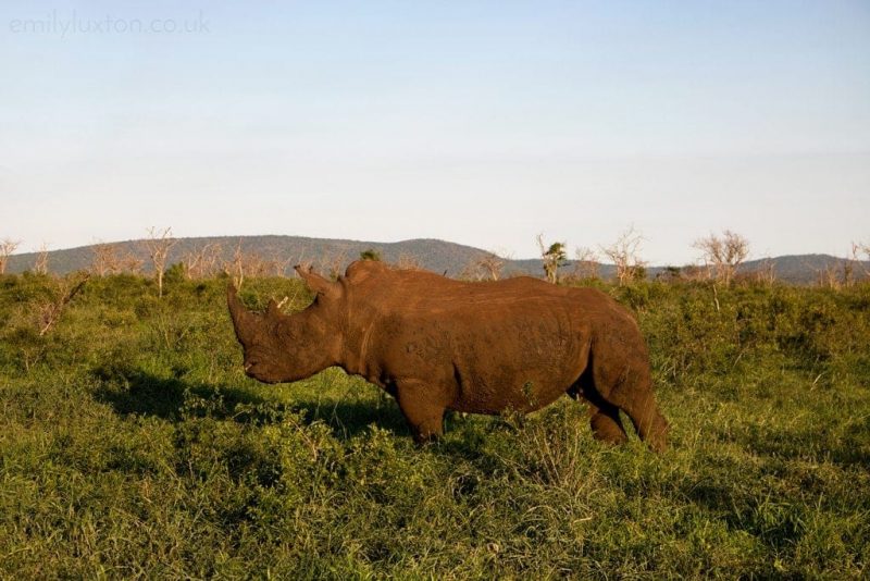 Thanda Safari KZN South Africa