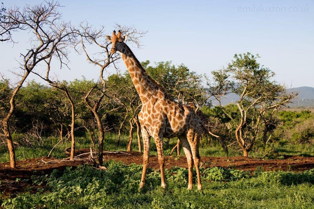 © Thanda Private Game Reserve