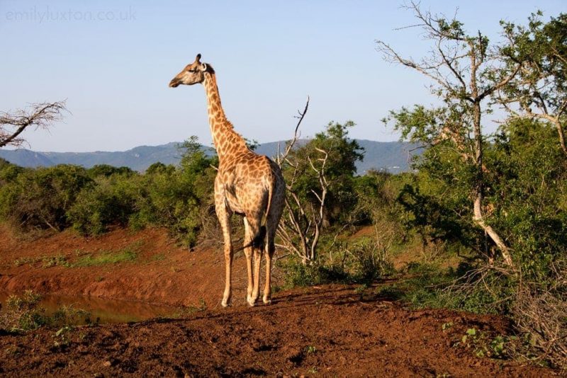 Back In Time For The Zulu Village - SafariKZN