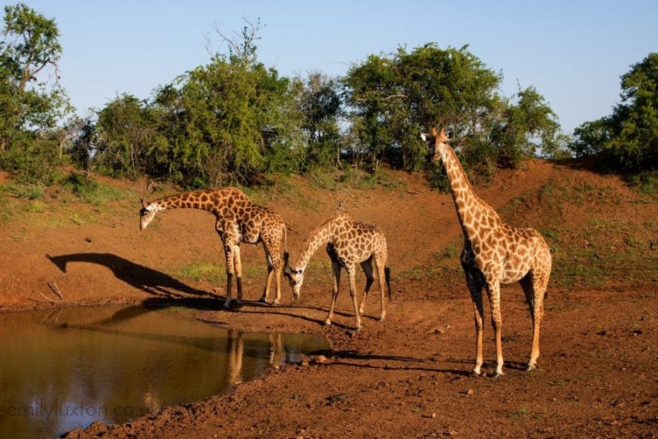 Thanda Safari KwaZulu-Natal