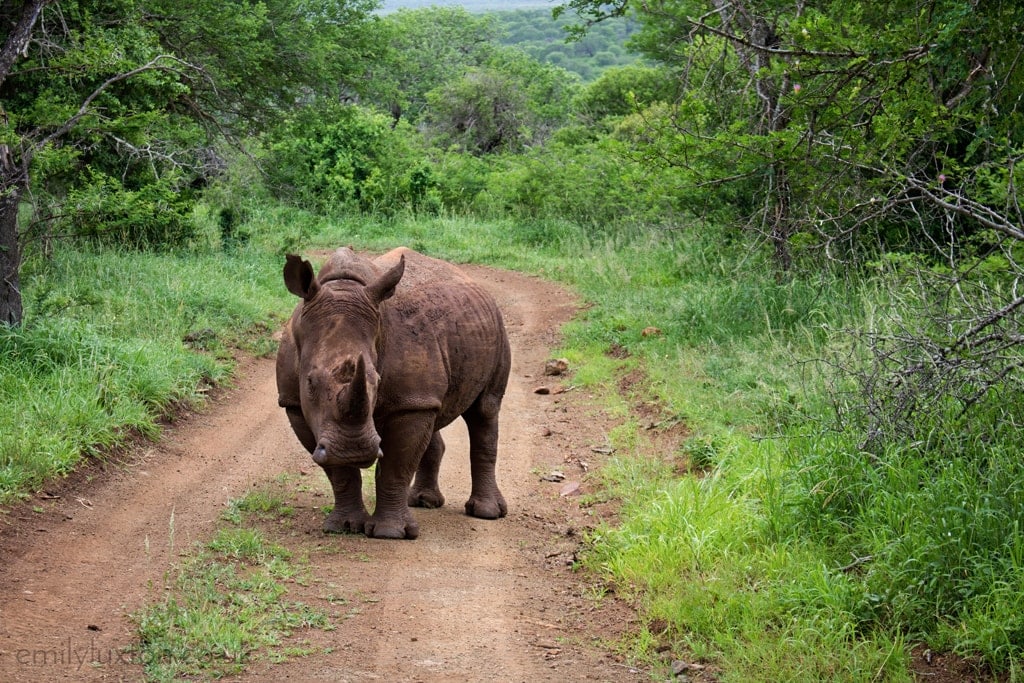 © Thanda Private Game Reserve