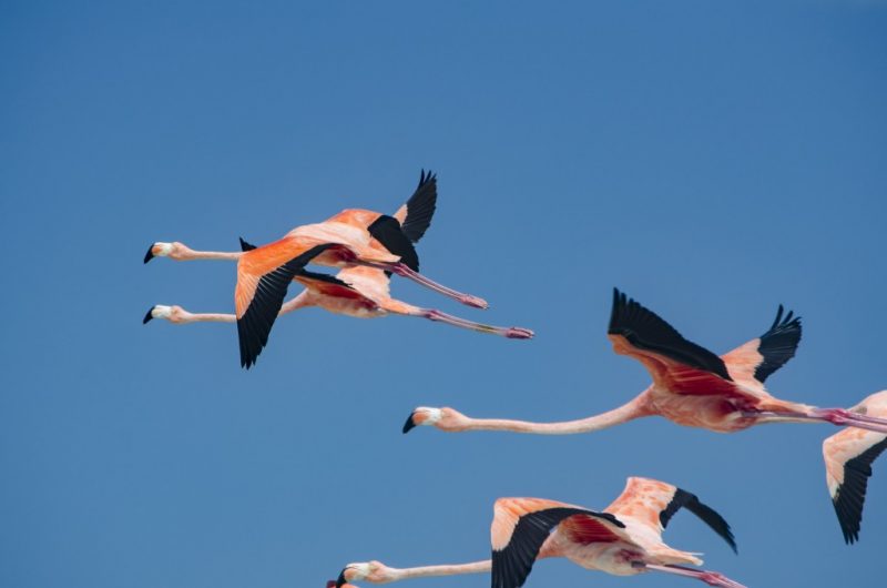 Flamingos flying against blue sky