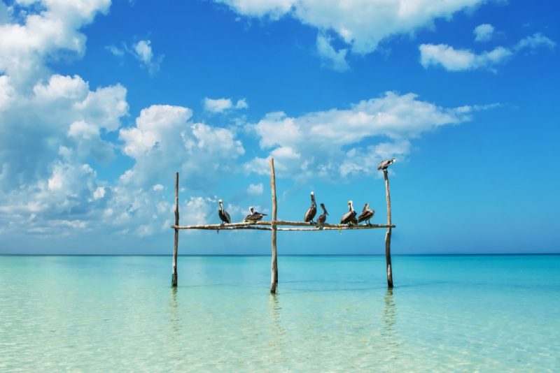 Pelicans on a wooden structure off the shore of Yum Balam nature reserve with clear turquoise water and a blue sky full of fluffy white clouds. best beaches in Isla Holbox Mexico. 