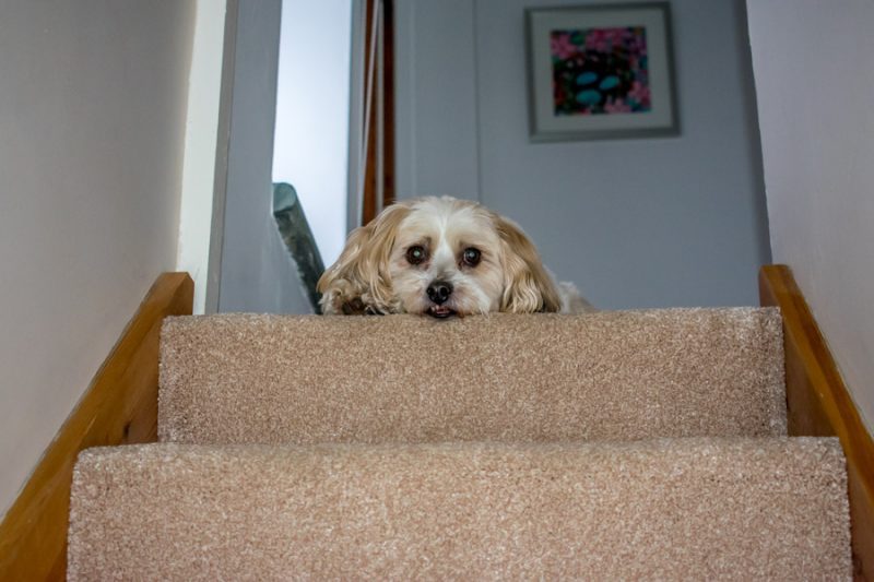 Stay in a dog-friendly self-catering cottage in Cornwall with Cornish Horizons