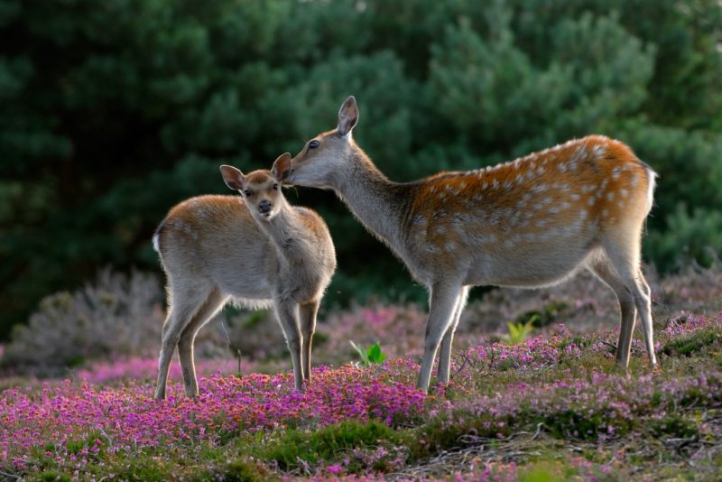 Two sika deer in a heath with lots of pink heather nuzzling each other at Arne in Dorset