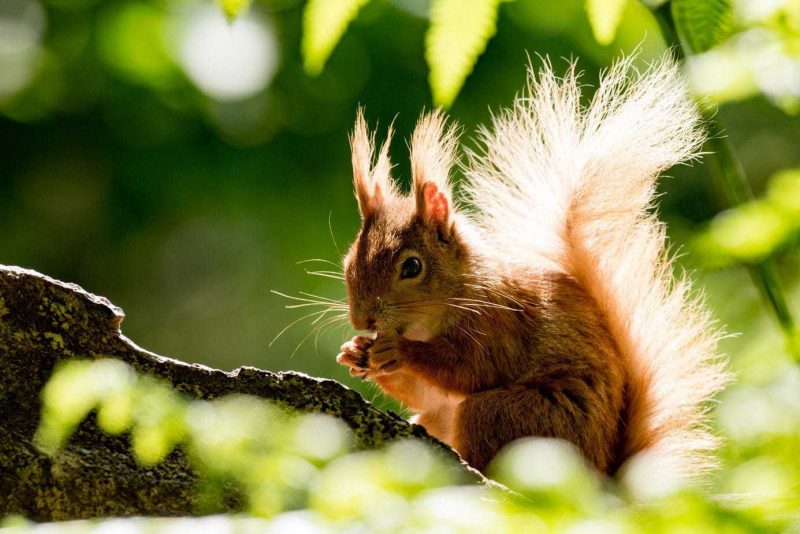 Close up of a red squirrel on a tree branch eating a nut with bright sunshine behind on Brownsea Island in Dorset