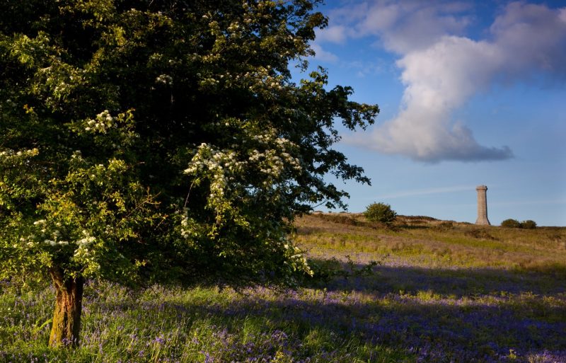 View of Hardy's monument, a tall stone tower with no windows on the side of a cliff covered in bluebells on a sunny day with a large leafy tree in the foreground. Black Down, Dorset, UK